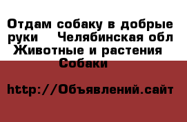 Отдам собаку в добрые руки. - Челябинская обл. Животные и растения » Собаки   